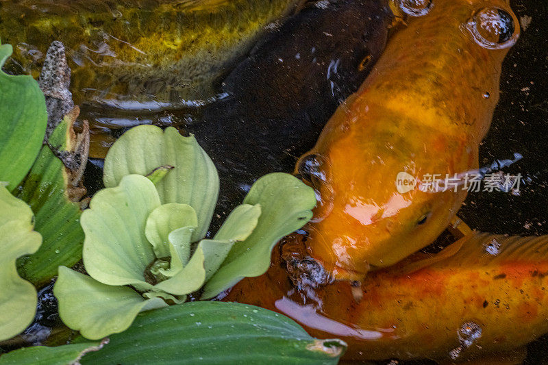 黑龙江鲤，(Cyprinus rubrofuscus)，鲤科，野生锦鲤或观赏鲤鱼。